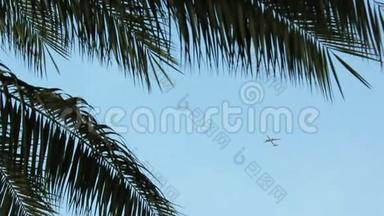 飞机飞过棕榈树的叶子飞过蓝天，然后从框架中消失。